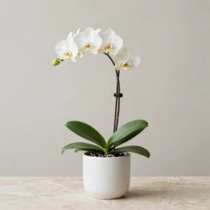 Ivory Orchid Keepsake